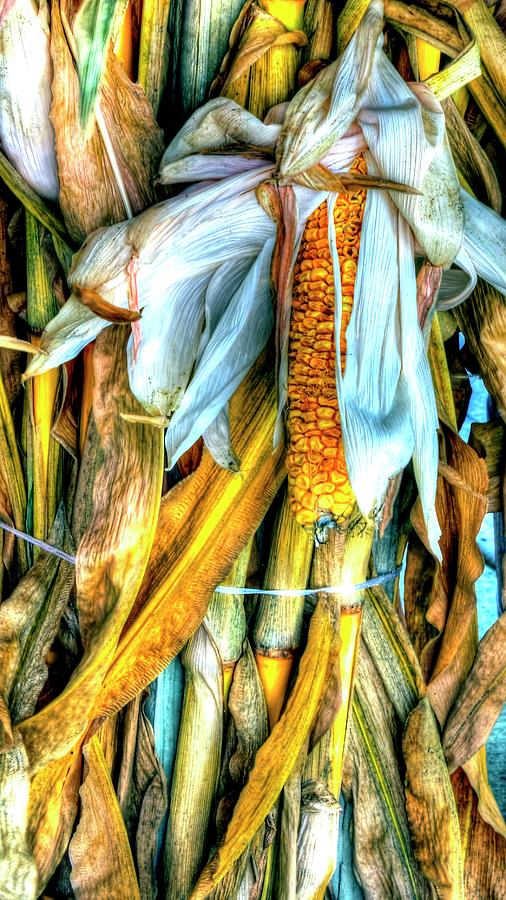 Corn Stalks and Ear Photograph by Jerry Sodorff