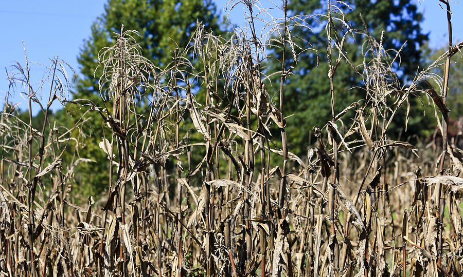 Corn Stalks Drying Photograph
