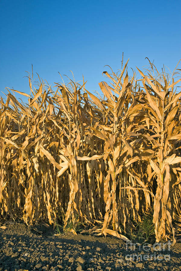 Corn Stalks Photograph by Inga Spence
