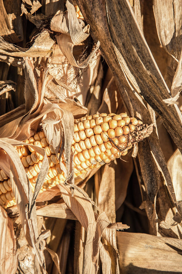 Corn Stalks Photograph by Pamela Williams