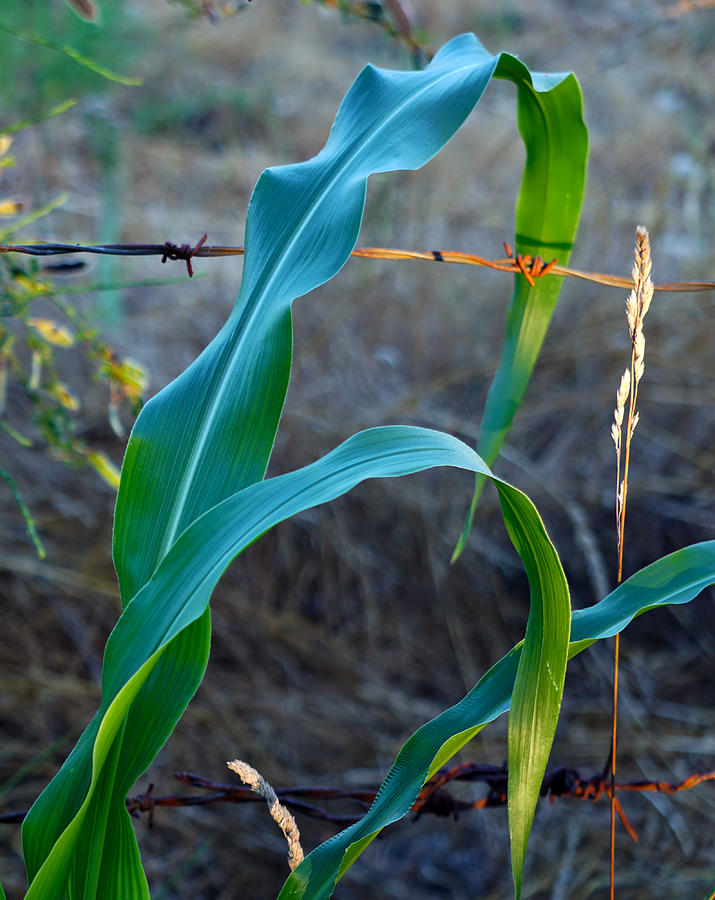 Corn Stalks Photograph by Wayne Enslow