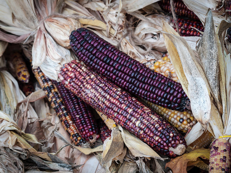 Corn Photograph by Stewart Helberg