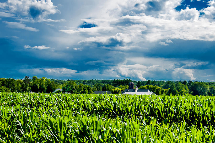 Corn Storm Coming Photograph by Greg Fortier