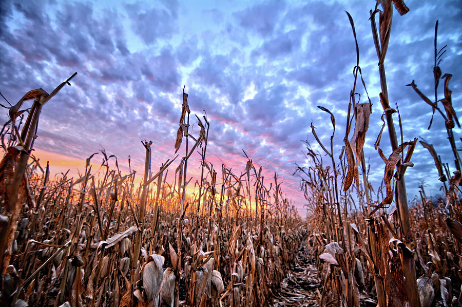 Corn Sunset 2 Photograph by Bonfire Photography