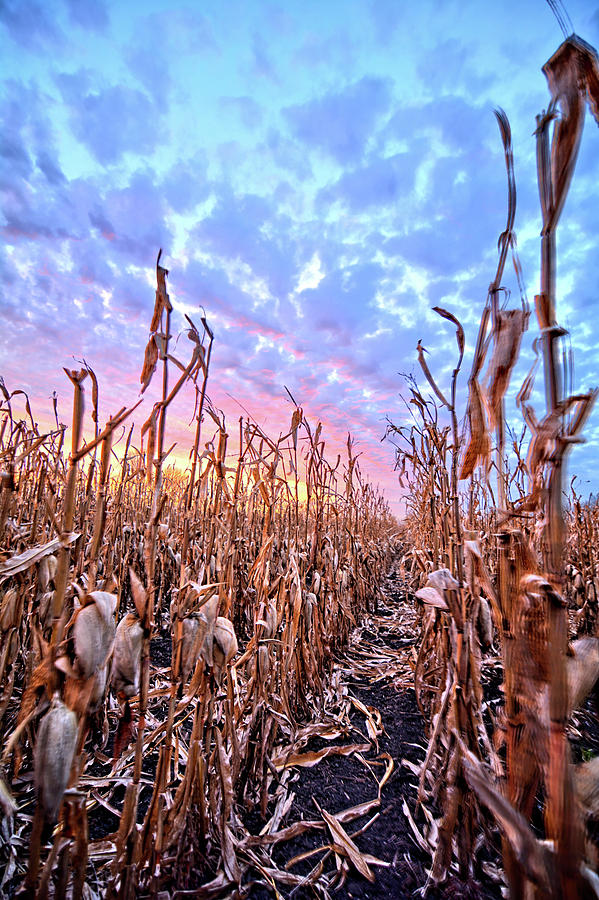 Corn Sunset 4 Photograph by Bonfire Photography