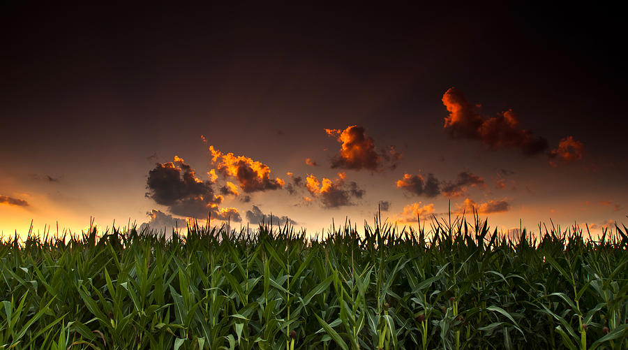 Corn Sunset Photograph