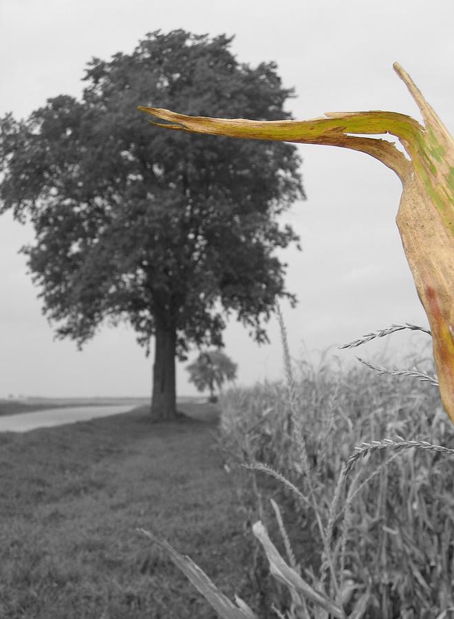 Corn Tree Photograph by Dylan Punke