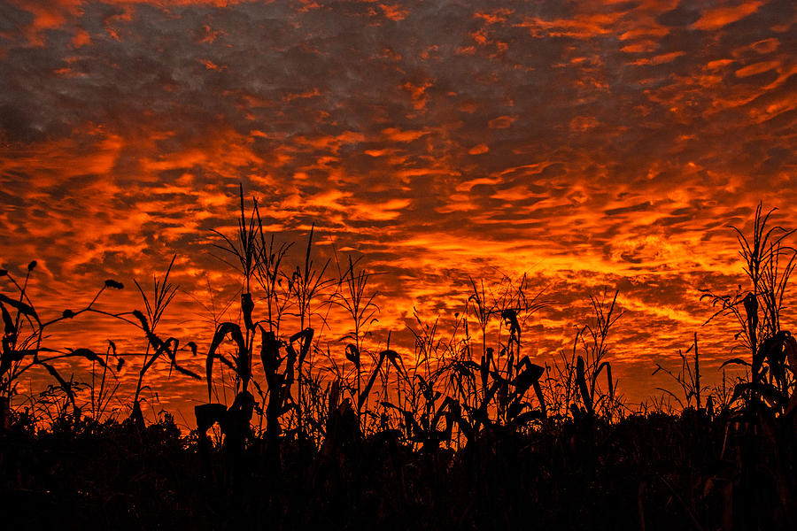 Corn Under A Fiery Sky Photograph by John Harding