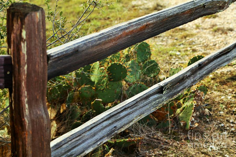 Landscape Photograph - Corner Cactus by Jeff Downs