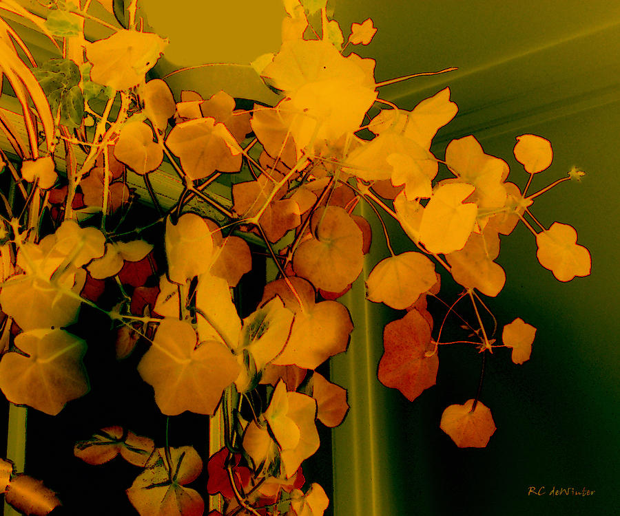 Still Life Digital Art - Corner in Green and Gold by RC DeWinter
