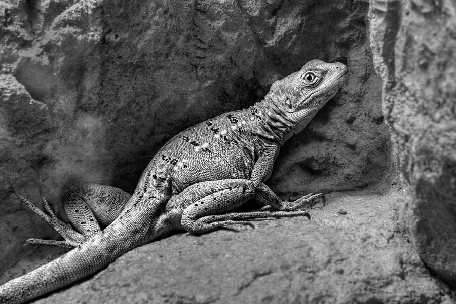 Reptile Photograph - Cornered by Nikolyn McDonald