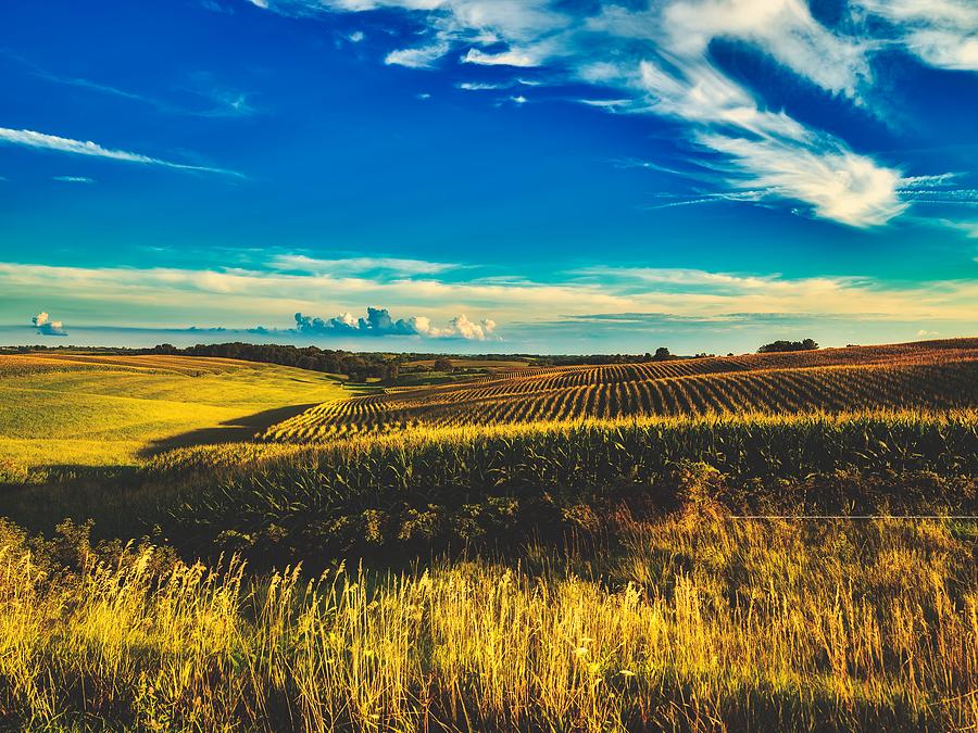 Cornfield Canvas Photograph by Mountain Dreams - Fine Art America