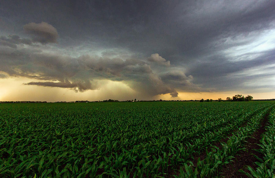 Cornfield Storm Photograph by Jackie Novak - Fine Art America