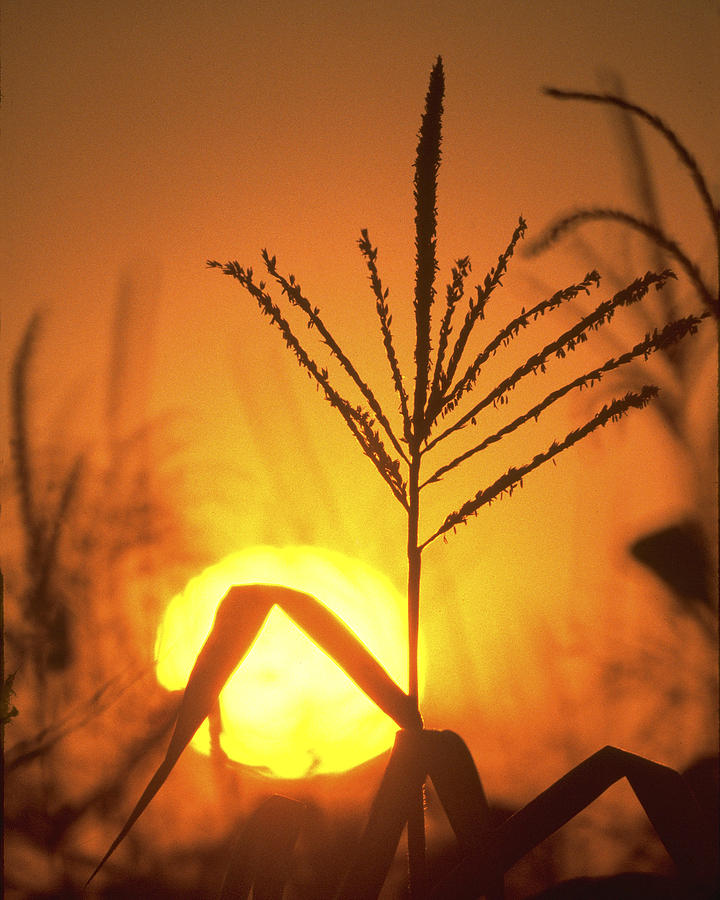 Cornfield Sunset Photograph by Garry McMichael