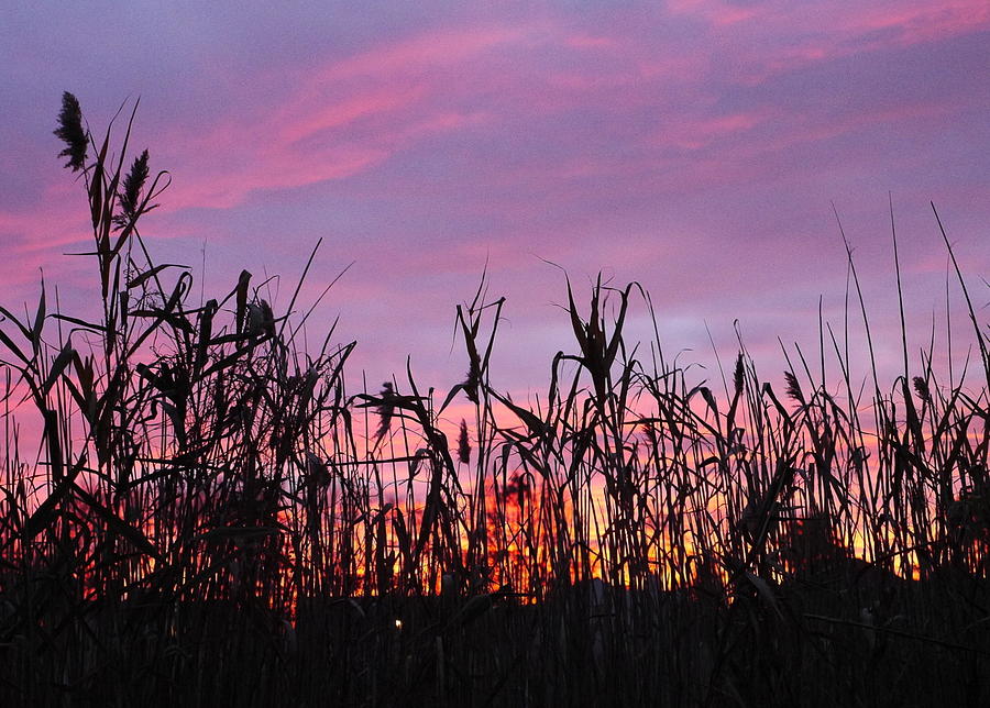 Cornfield Sunset Photograph by Jack Riordan