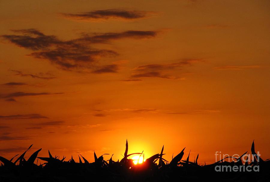 Cornfield Sunset Photograph By Lisa Knauff Fine Art America