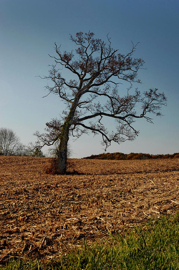Cornfield Tree Photograph by Murray Bloom