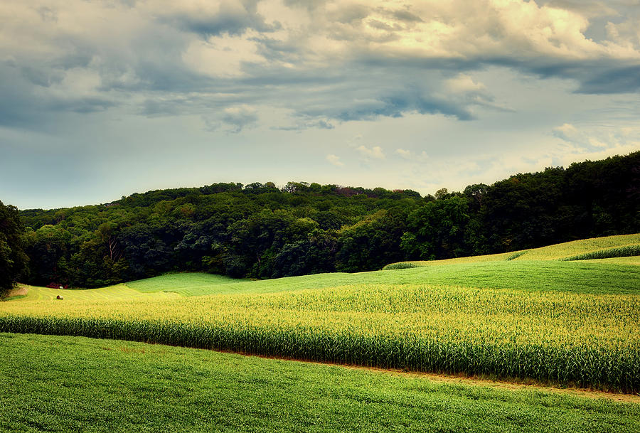 Cornfields At Sunset Photograph by Mountain Dreams - Fine Art America