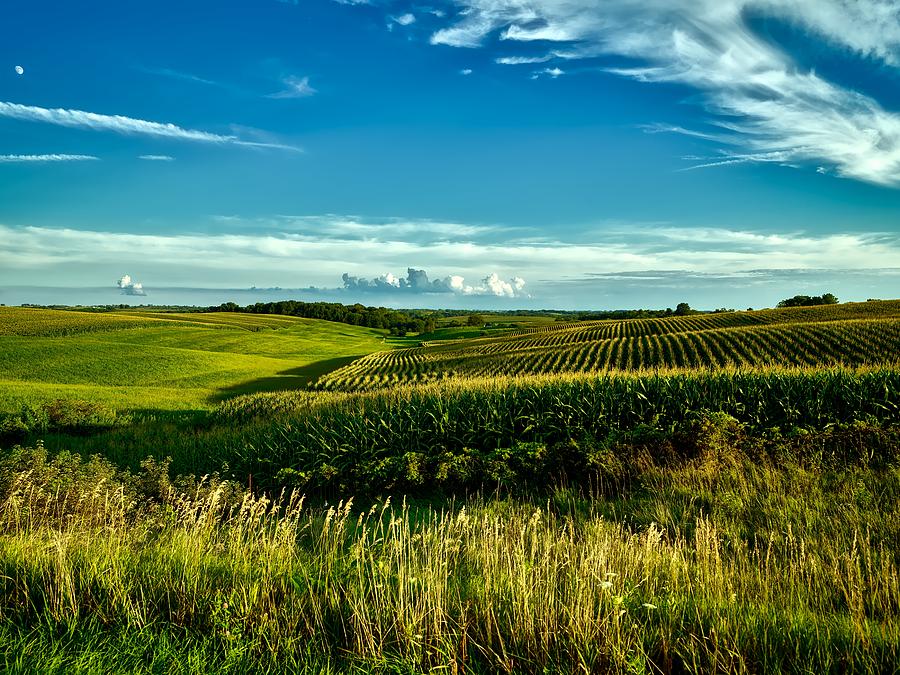 Nature Photograph - Cornfields of Iowa by Mountain Dreams