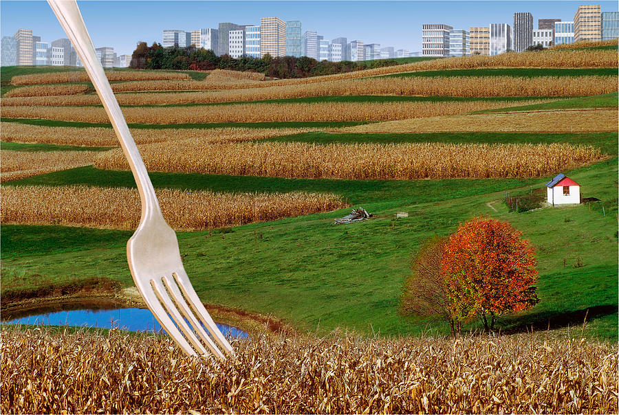 Cornfields With City Photograph by Dolores Kaufman