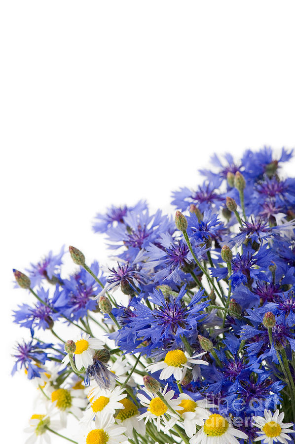 Cornflower and chamomile mix of flowers  Photograph by Arletta Cwalina