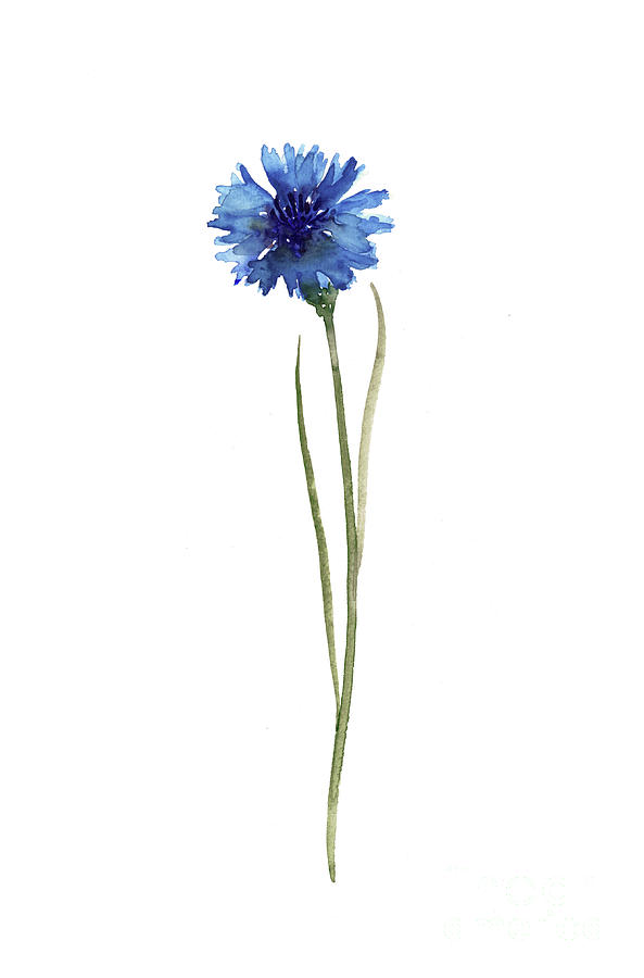 Download Cornflower Blue Botanical Illustration, Knapweed ...