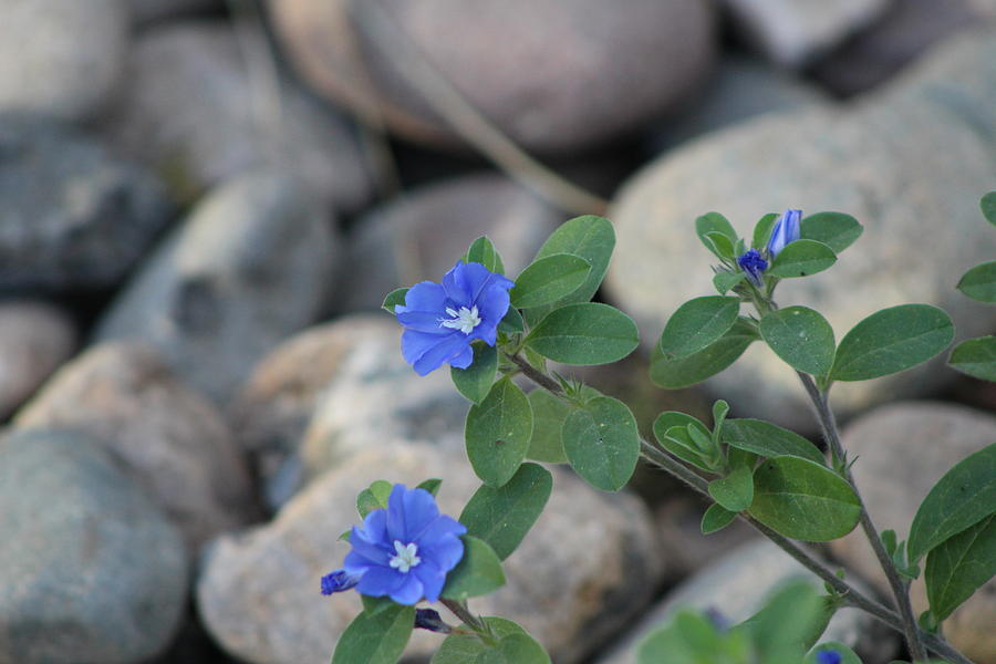 Cornflower Blue Evolvulous Flower Against Rock Photograph by Colleen ...