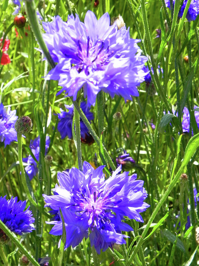 Cornflower blue Photograph by Josie Gilbert Fine Art America
