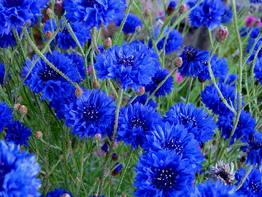 Cornflower Blue Photograph by Larry Bacon