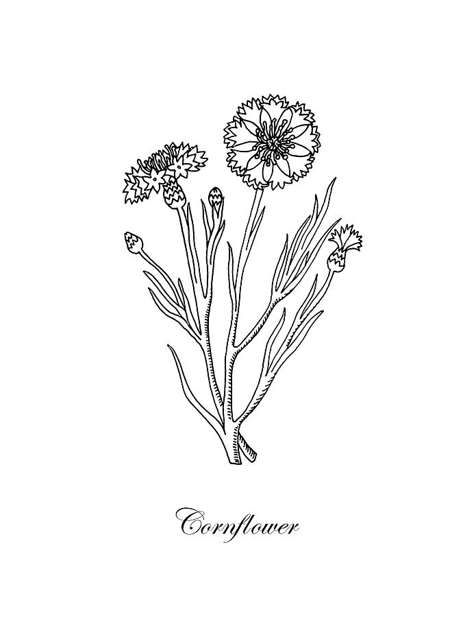 Cornflower Botanical Drawing Drawing by Irina Sztukowski