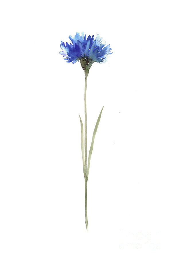 Watercolor Painting - Cornflower Botanical Illustration, Knapweed Watercolor Painting Blue Floral Living Room Decor by Joanna Szmerdt
