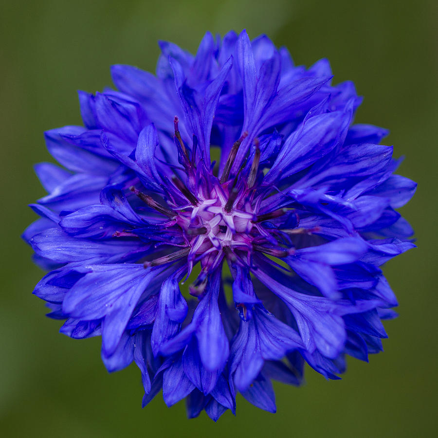 Cornflower Photograph by Clare Bambers