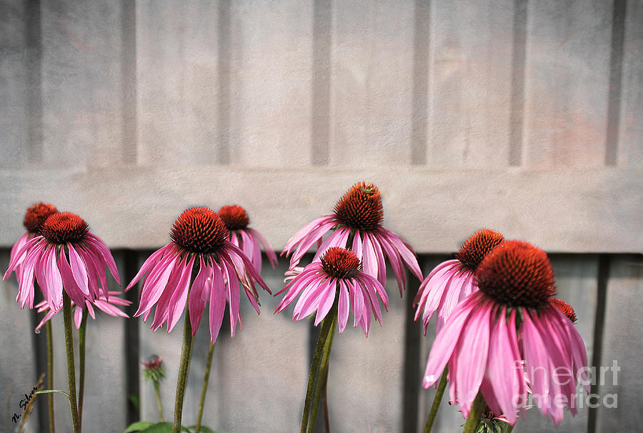 Coneflower Couples Photograph by Nina Silver