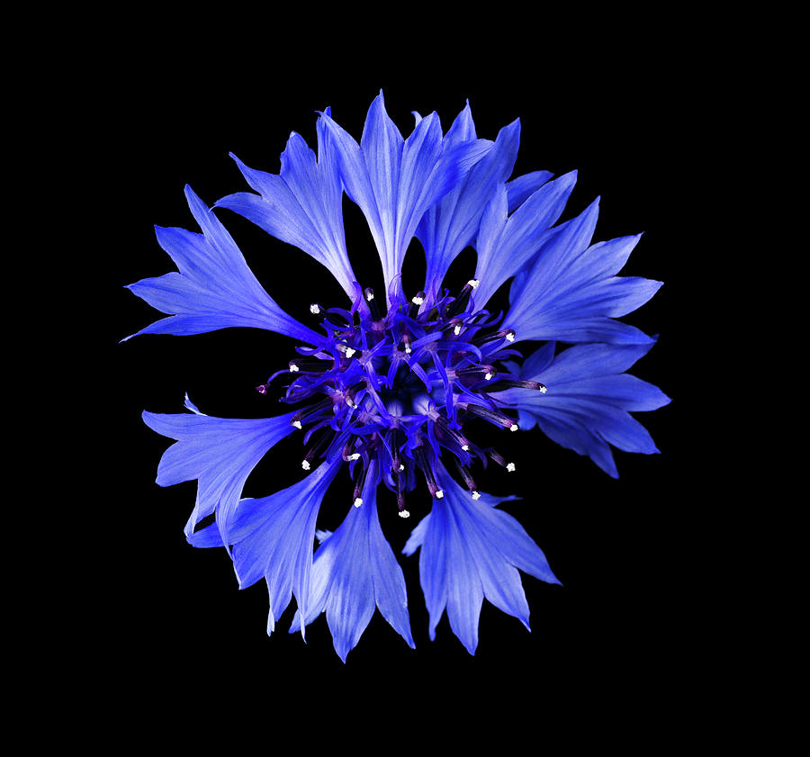 Cornflower From Above On Black Background Photograph by Peter Hermes ...