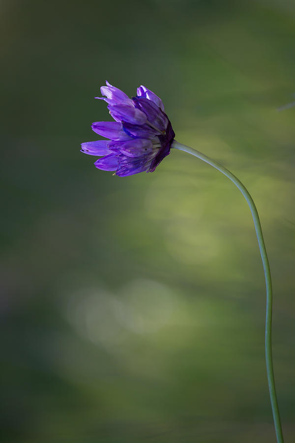 Cornflower Photograph by Roger Mullenhour
