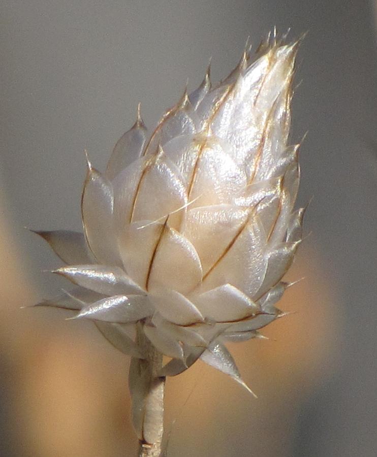 Cornflower Seed Pod Photograph by Michele Penner
