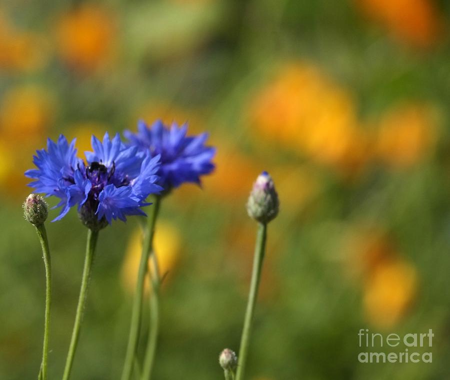 Nature Photograph - Cornflowers -2- by Issa Bild