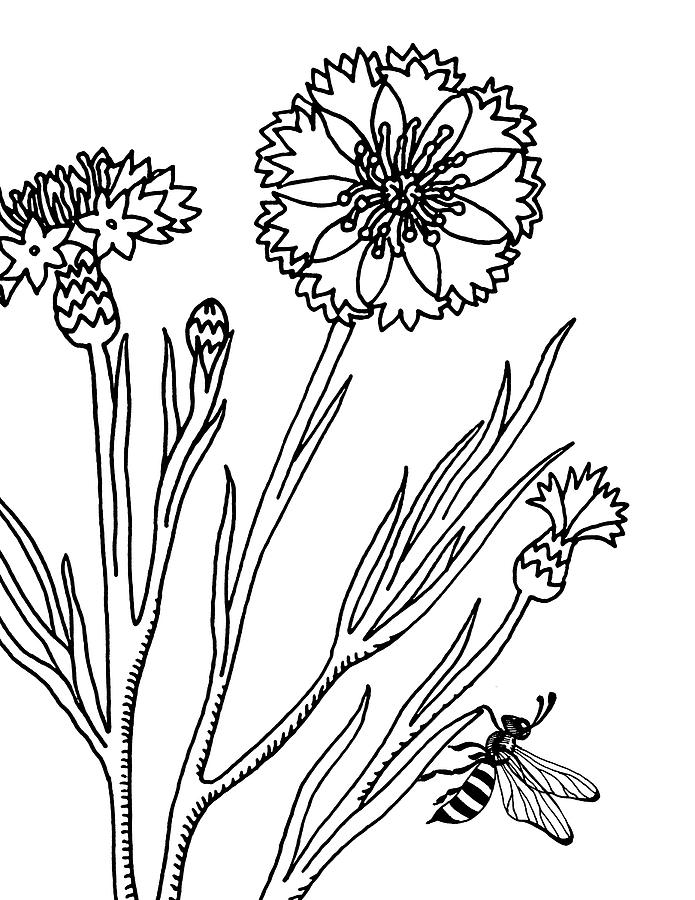 Cornflowers And Bee Drawing  Drawing by Irina Sztukowski