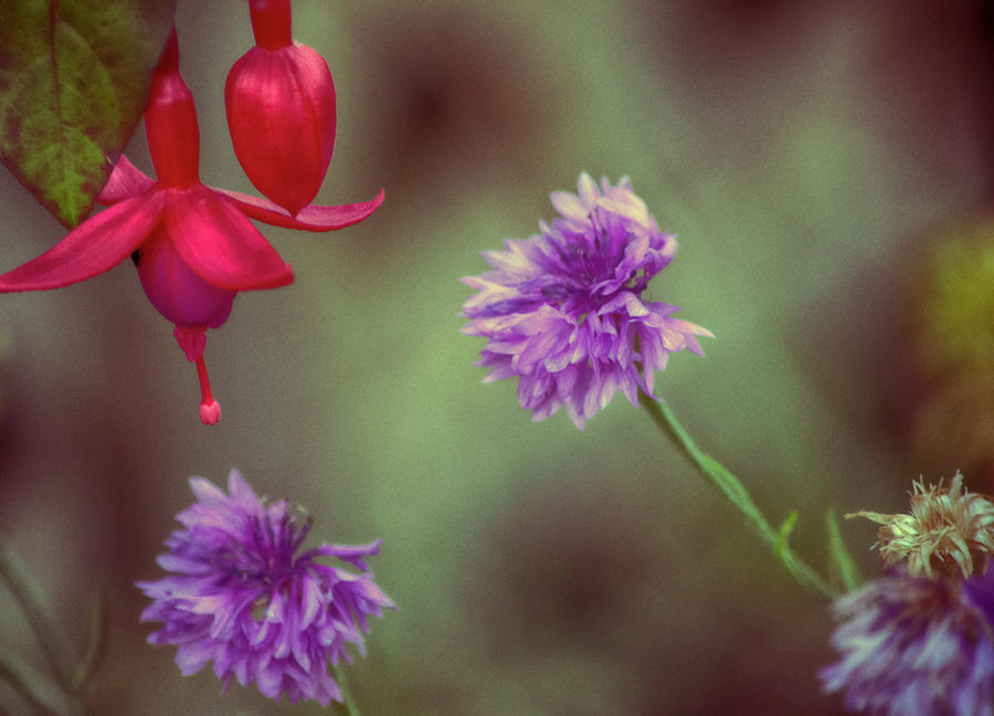 Cornflowers and Fuschia Photograph by Bonnie Bruno
