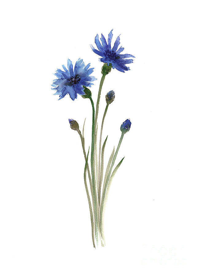 Flower Painting - Cornflowers Art Print, Minimalist Watercolour Painting, Blue Green Brown Wall Decor by Joanna Szmerdt