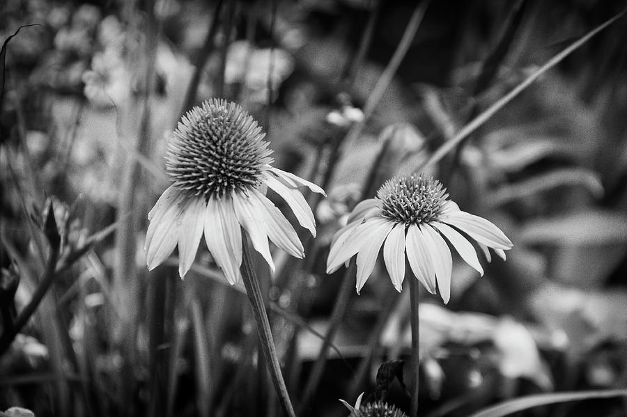 Flower Photograph - Cornflowers In Black And White by Garry Gay