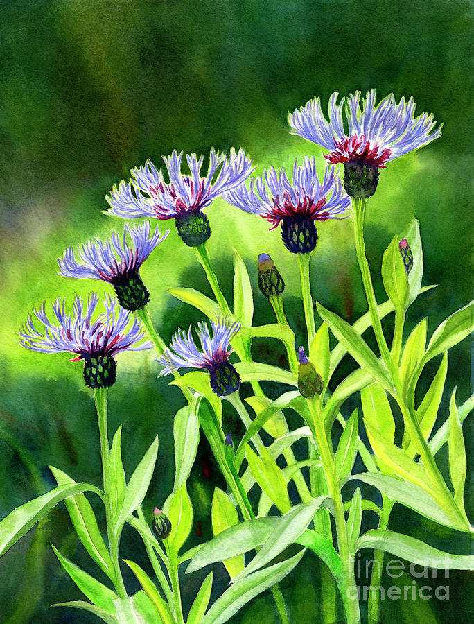 Flower Painting - Cornflowers with Background by Sharon Freeman
