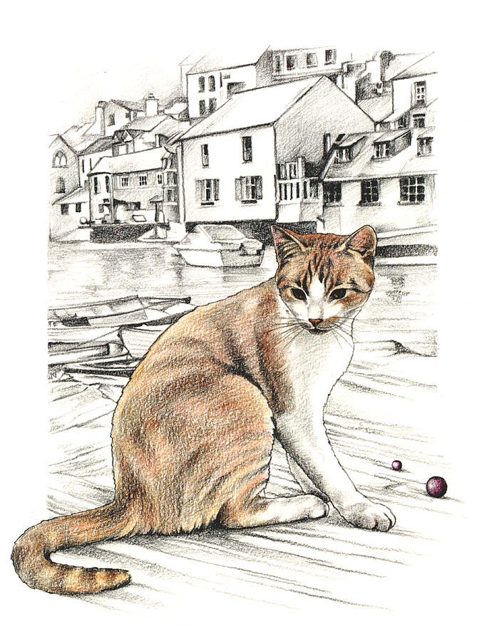 Cornish Cat Drawing by Johanna Pieterman