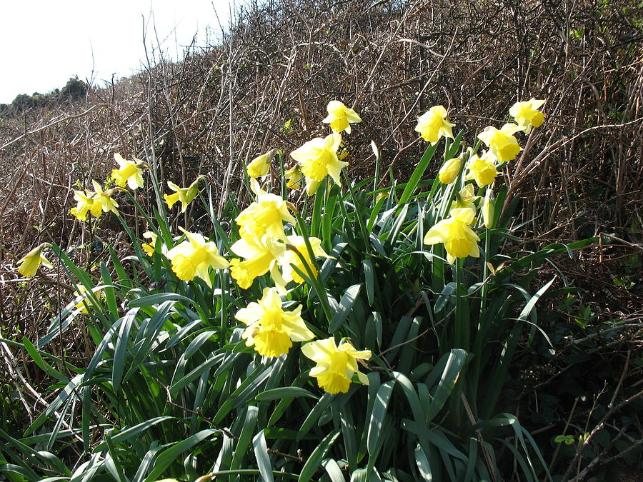 Daffodils Photograph - Cornish Daffodils by Tony Payne