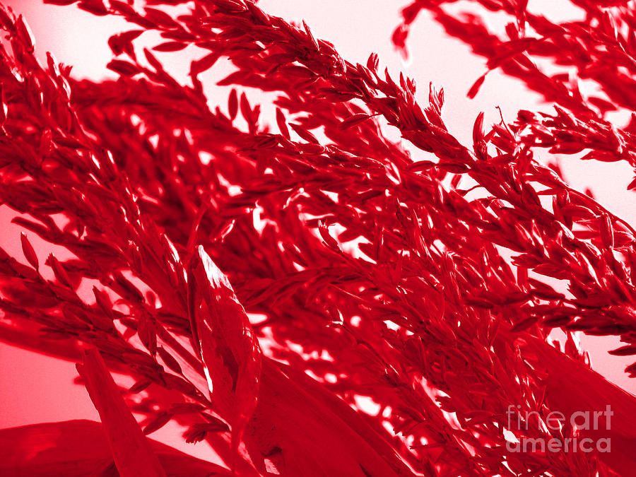 Cornstalk in Red Photograph by Roxy Riou