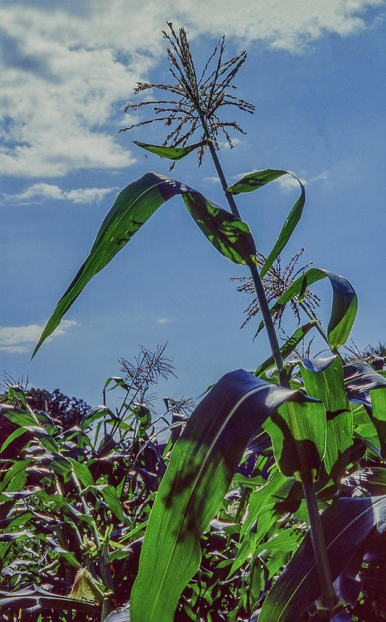 Corn Photograph - Cornstalk by Lonnie Paulson Corn Photograph - Cornstalk by Lonnie Paulson