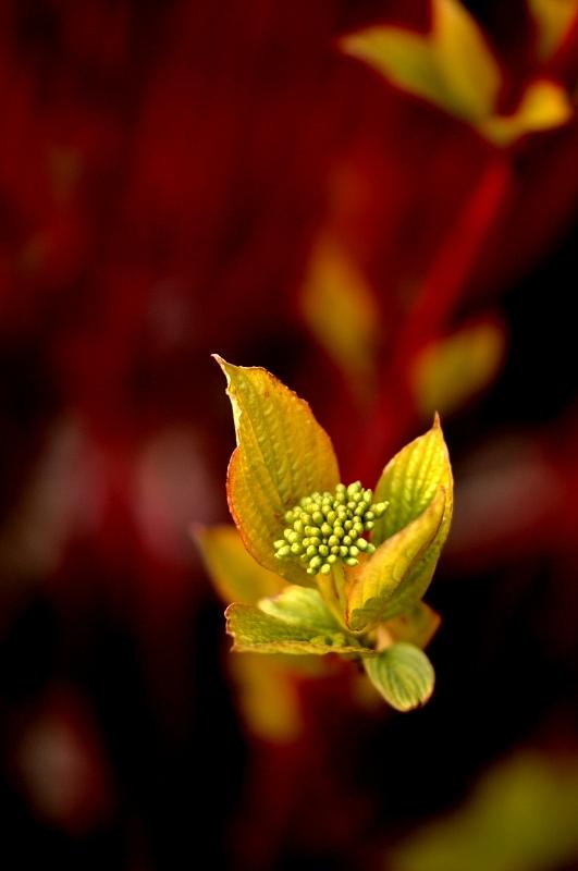 Cornus Flower Photograph by Ian Sanders