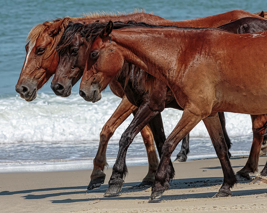 Corolla Horses II Photograph by Glenn Woodell