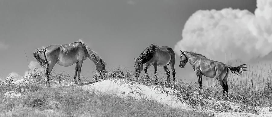 Corolla Horses III Photograph by Glenn Woodell