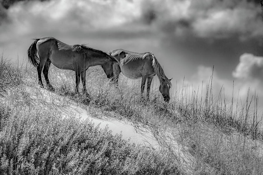 Corolla Horses IV Photograph by Glenn Woodell